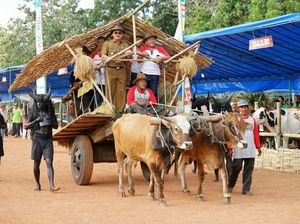 Tiga Hari Digelar, Banyuwangi Cattle Market Festival Puaskan Warga Tiga Hari Digelar, Banyuwangi Cattle Market Festival Puaskan Warga