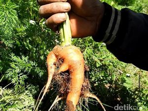 Polisi Larang Petani Banjarnegara Panen Wortel dari Bibit asal China