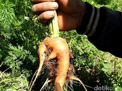 Polisi Larang Petani Banjarnegara Panen Wortel dari Bibit asal China