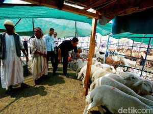 Menag Cek Penyembelihan Hewan Dam: Musim Haji Jadi Agak Mahal Menag Cek Penyembelihan Hewan Dam: Musim Haji Jadi Agak Mahal