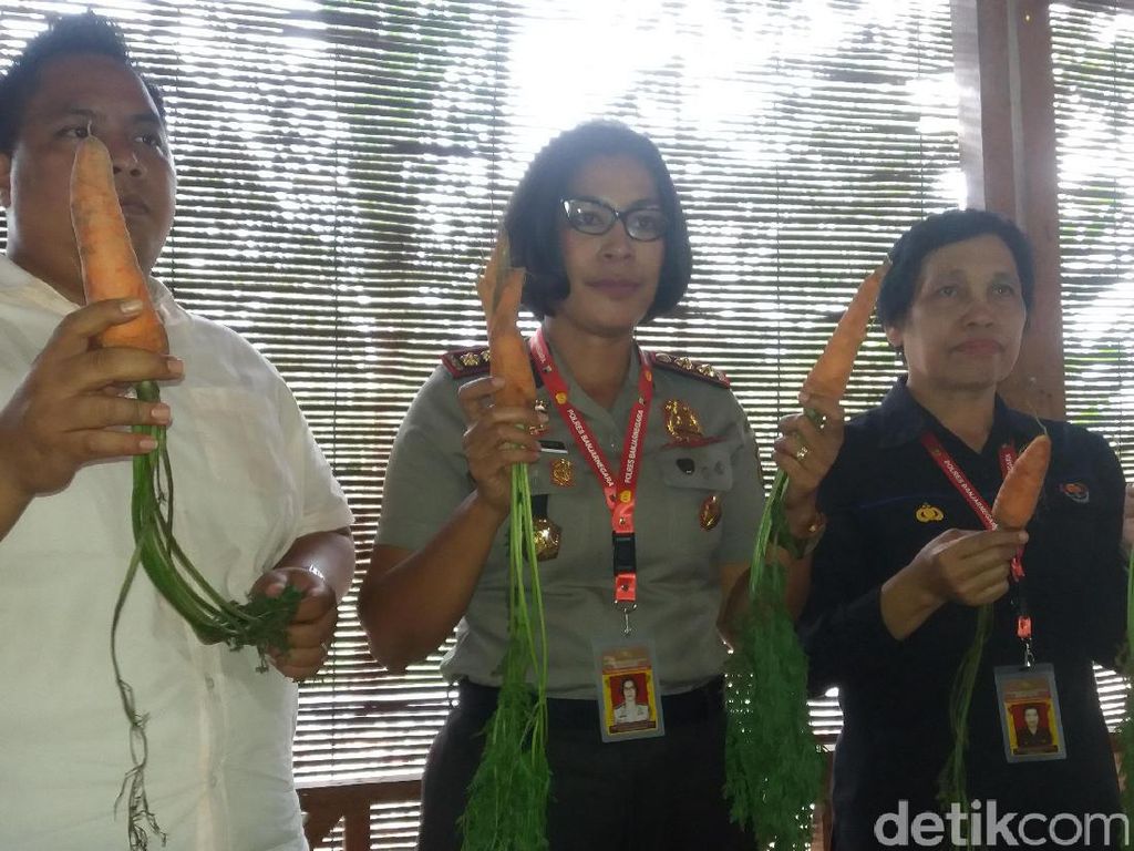 Polisi: Ada Kabar Wortel dari Bibit Ilegal Asal China Berbahaya Polisi: Ada Kabar Wortel dari Bibit Ilegal Asal China Berbahaya