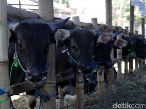 Begini Tahapan Sembelih Hewan Kurban Sesuai Syariat