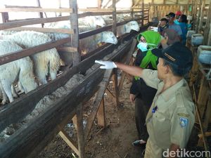 Disnak Situbondo Temukan Puluhan Ekor Kambing Terjangkit Penyakit