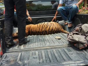 Harimau Sumatera Mati, Pemburunya Ditangkap di Langkat