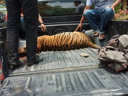Harimau Sumatera Mati, Pemburunya Ditangkap di Langkat