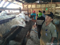 MUI: Penyembelih Hewan Kurban Tak Harus Laki-laki