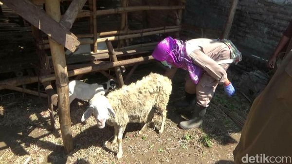 Kabar Terbaru Kambing yang Konon Digigit Anjing Jadi-jadian