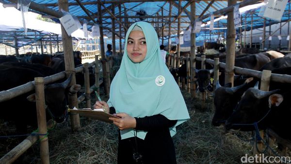 Foto: Adem Banget, SPG Hewan Kurban ini Tampil Berhijab