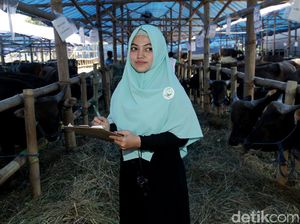 Foto: Adem Banget, SPG Hewan Kurban ini Tampil Berhijab