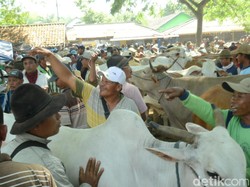 Di Rembang, Tidak Ada Peningkatan Pembelian Sapi Jelang Idul Adha