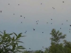 5 Hujan Paling Ekstrem di Dunia, Ada Hujan Darah hingga Laba-laba 5 Hujan Paling Ekstrem di Dunia, Ada Hujan Darah hingga Laba-laba