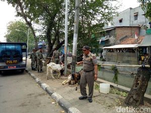 Satpol PP Angkut Kambing Kurban yang Kuasai Trotoar di Tambora Satpol PP Angkut Kambing Kurban yang Kuasai Trotoar di Tambora