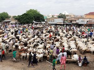 29.696 Hewan Kurban di Jakarta Selatan Dinyatakan Sehat