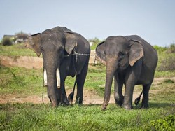 Serunya Kamping Dikelilingi Gajah di Lampung Timur