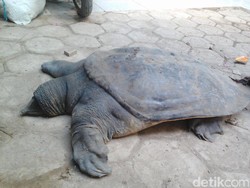 Warga Sembelih dan Makan Kura-kura Langka Penghuni Cisangkuy