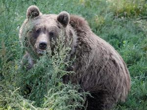 Akibat Perubahan Cuaca, Beruang di Amerika Lebih Pilih Makan Berry Dibanding Salmon