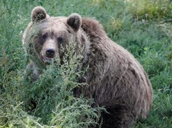 Akibat Perubahan Cuaca, Beruang di Amerika Lebih Pilih Makan Berry Dibanding Salmon