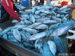 Dua BUMN Kerja Sama Dongkrak Produksi Ikan Nasional