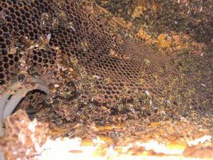 Ternyata Mengekstrak Propolis Bisa Dilakukan Sendiri, Ini Caranya Ternyata Mengekstrak Propolis Bisa Dilakukan Sendiri, Ini Caranya