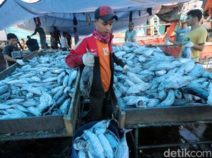 Ini Alasan RI Bangun Pasar Ikan Modern Seperti di Jepang Ini Alasan RI Bangun Pasar Ikan Modern Seperti di Jepang