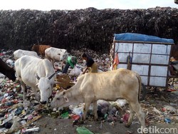Ini Syarat Menjadikan Sapi Pemakan Sampah untuk Sembelihan Kurban