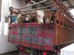 Pos Ternak Brebes Intensifkan Pemeriksaan Hewan antar Daerah