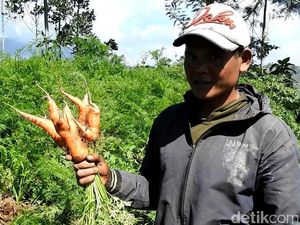 Penampakan Kebun Wortel Gemuk Ilegal Asal China