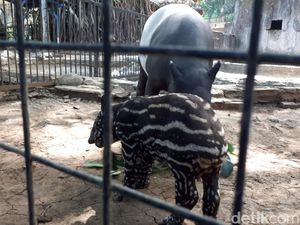 Siapa Mau Jadi Cari Bapak Asuh Bayi Tapir di Bunbin Bandung?