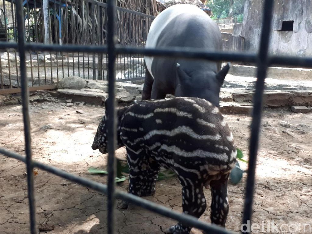 Siapa Mau Jadi Cari Bapak Asuh Bayi Tapir di Bunbin Bandung? Siapa Mau Jadi Cari Bapak Asuh Bayi Tapir di Bunbin Bandung?