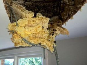 Cara Mencegah Lebah Bersarang di Dalam Rumah Cara Mencegah Lebah Bersarang di Dalam Rumah