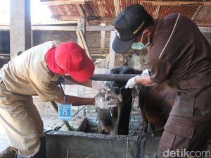 Musim Kemarau, Hewan Kurban Rentan Sakit Mata