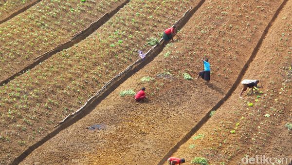 Foto: Mama-mama di Pedalaman Papua