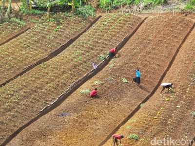 Foto: Mama-mama di Pedalaman Papua