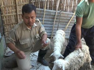 Disnak Jatim Sebut Kambing Mati di Probolinggo karena Anjing Liar Disnak Jatim Sebut Kambing Mati di Probolinggo karena Anjing Liar