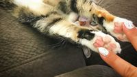 Foto: Ketika Para Kucing Lucu Praktikkan Gerakan Yoga