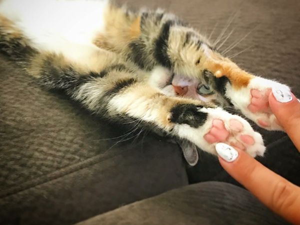 Foto: Ketika Para Kucing Lucu Praktikkan Gerakan Yoga