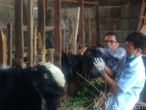 Antisipasi Mati Mendadak, Disnak Kota Kediri Periksa Hewan Kurban