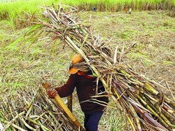 Bagaimana BUMN Kebut Swasembada Gula dan Sejahterakan Petani?