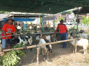 Pedagang Hewan Siapkan Air Lebih Banyak agar Tak Dehidrasi