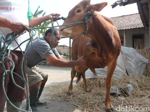 Yasmudi, Pemijat Sapi dari Magelang