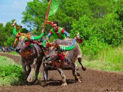 Probolinggo Kenalkan Wisata Budaya Lokal Sapi Brujul