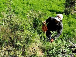 Lahan Wortel dari Bibit Asal China di Banjarnegara akan Diisolasi