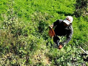 Lahan Wortel dari Bibit Asal China di Banjarnegara akan Diisolasi Lahan Wortel dari Bibit Asal China di Banjarnegara akan Diisolasi