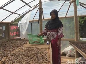 Sedapnya Menyeruput Kopi Luwak Asli Wonosalam