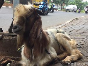 Sudah Dilarang, Masih Ada Pedagang Nekat Jualan Kurban di Trotoar