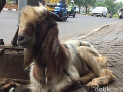 Sudah Dilarang, Masih Ada Pedagang Nekat Jualan Kurban di Trotoar