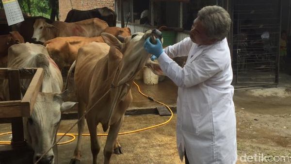 Lakukan 6 Hal Ini Agar Tetap Sehat di Momen Idul Adha