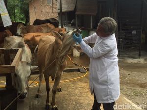 Lakukan 6 Hal Ini Agar Tetap Sehat di Momen Idul Adha