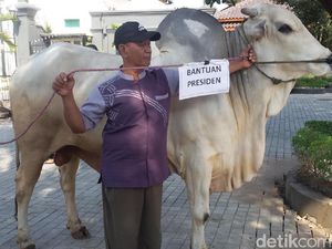 Sapi Kurban Presiden Jokowi untuk Warga Pundong Bantul