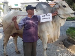 Sapi Kurban Presiden Jokowi untuk Warga Pundong Bantul